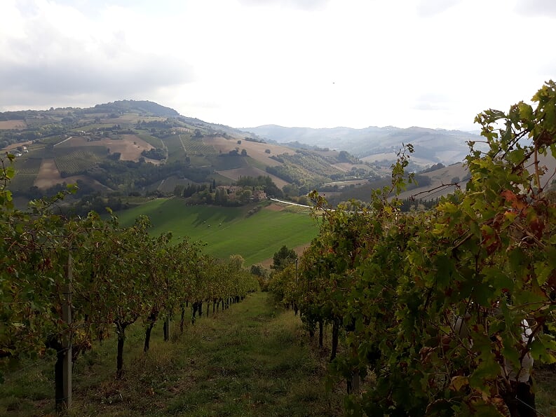 Herbst im Piceno-Gebiet, Erntedankfeste und Weinkeller!