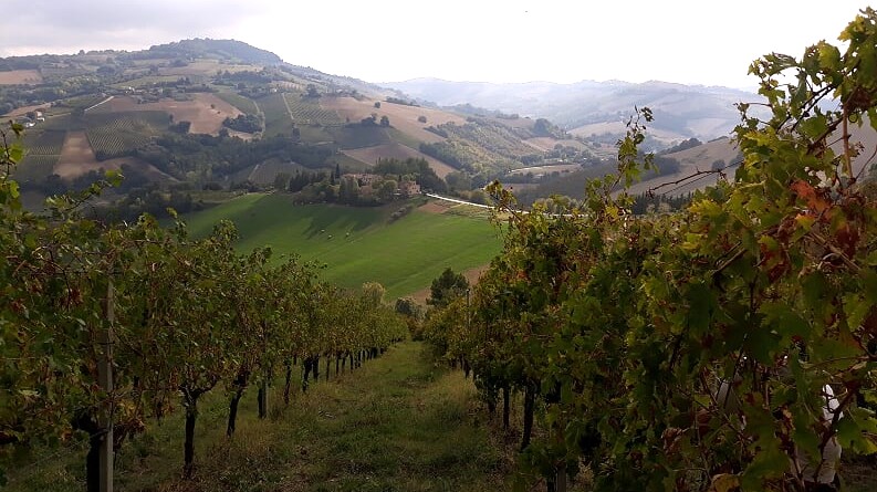 Borgo La Campana dal Vigneto